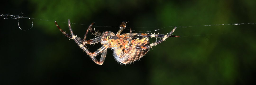 img_4763_5616x1872s_0