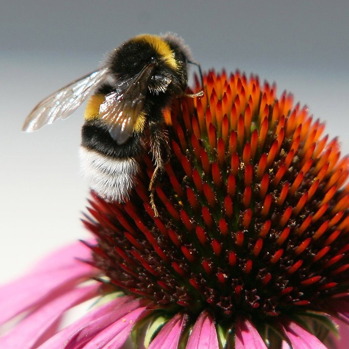 Bienen und Hummeln